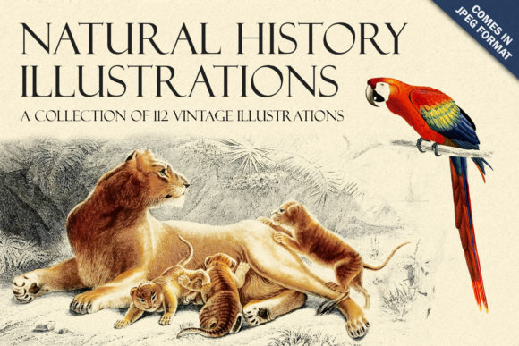 Timeless Nature Art: The 1849 Illustrations Collection